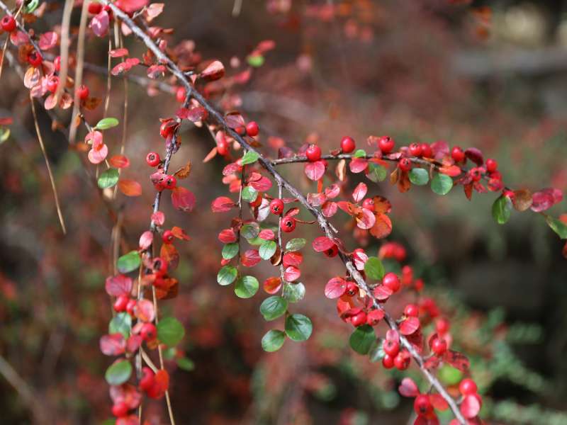 Cotoneaster horizontalis